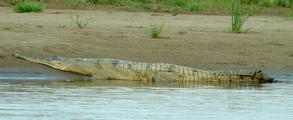 First crocodile