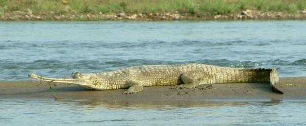 Second crocodile