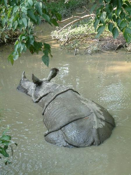 Male rhino in a pool