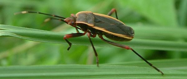 Nice beetle