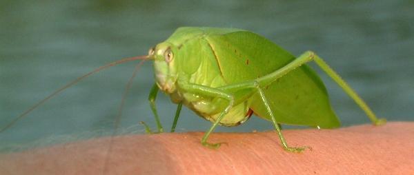 Special grasshopper