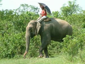 Clever mahout