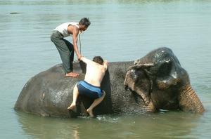 Elephant bathing - step 1