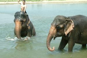Elephant bathing - step 4