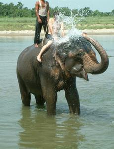 Elephant bathing - step 5