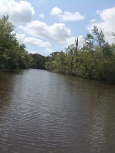 Black water swamp