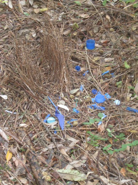 Bower bird nest...including the blue bits and pieces they collect!
