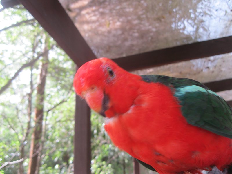 The King parrots are cool!