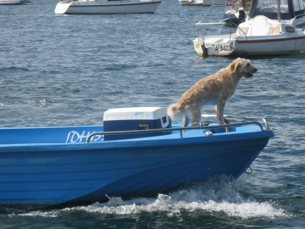 skiff and dog on way to scotland island