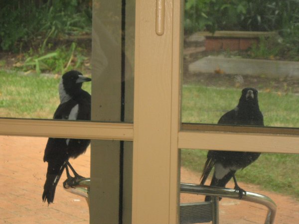 The magpie family waiting for their mincemeat!