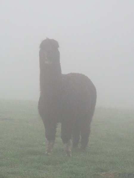One of the alpacas