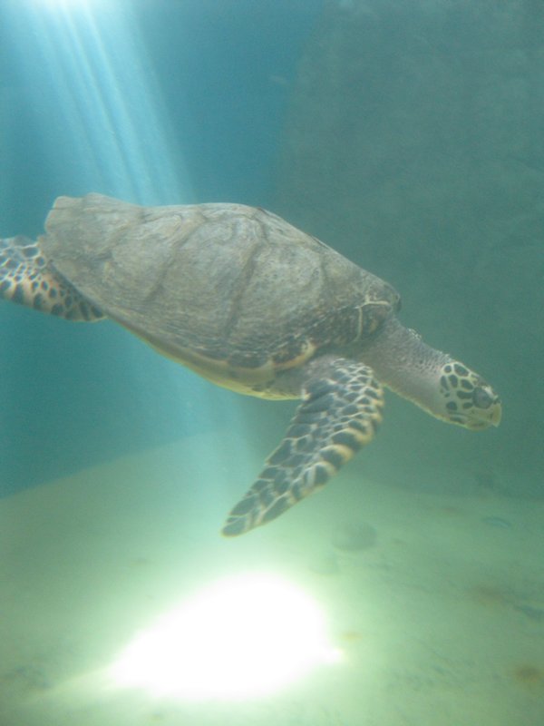 Turtle aquarium