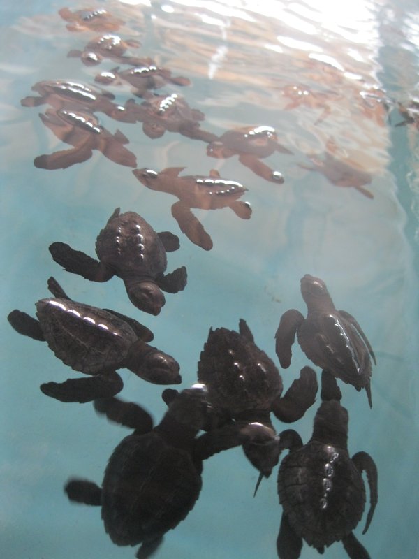 3 day old sea turtles
