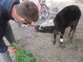 Aww.. the little cow how we feed, he got run over, so his leg is healing atm
