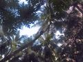 Coconut tree climbing