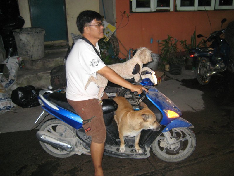 The dogs love to ride in Thailand