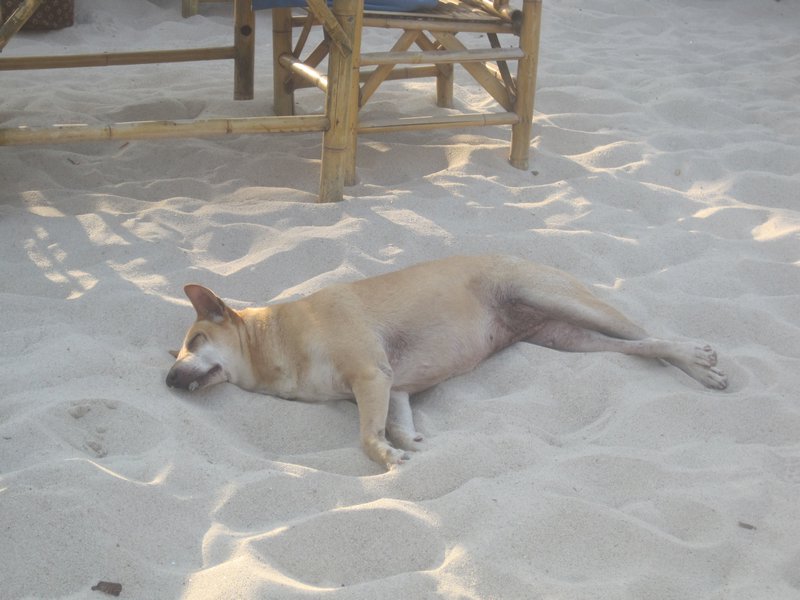 Beach dogs everywhere