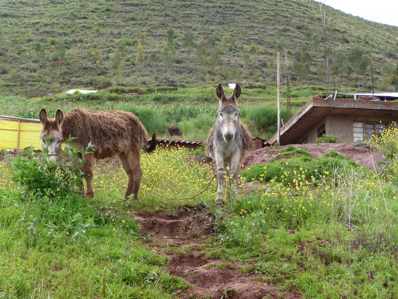 Neighbor's donkeys