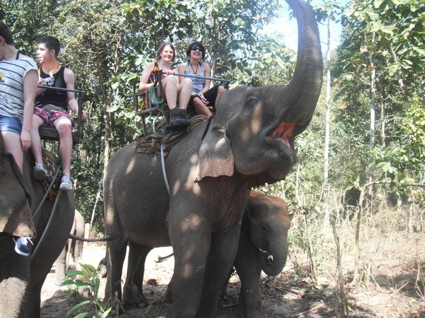 elephant trecking