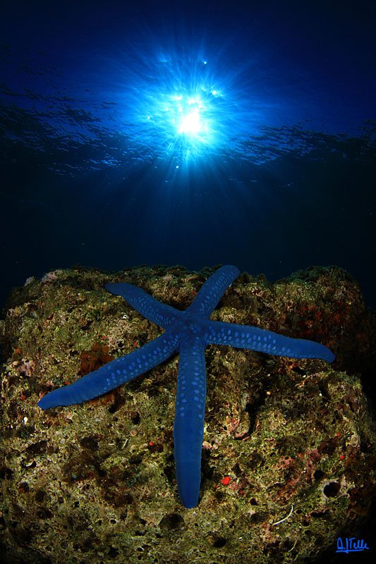 Blue SeaStar