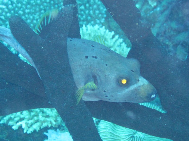 PNG underwater 065