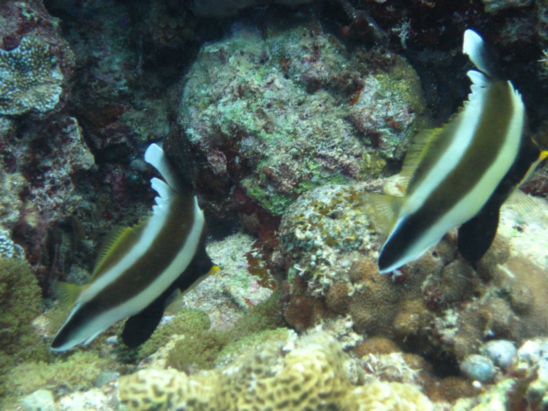 PNG underwater 074