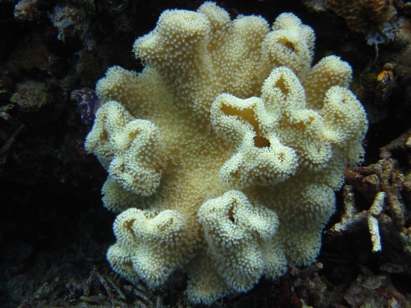 PNG underwater 075