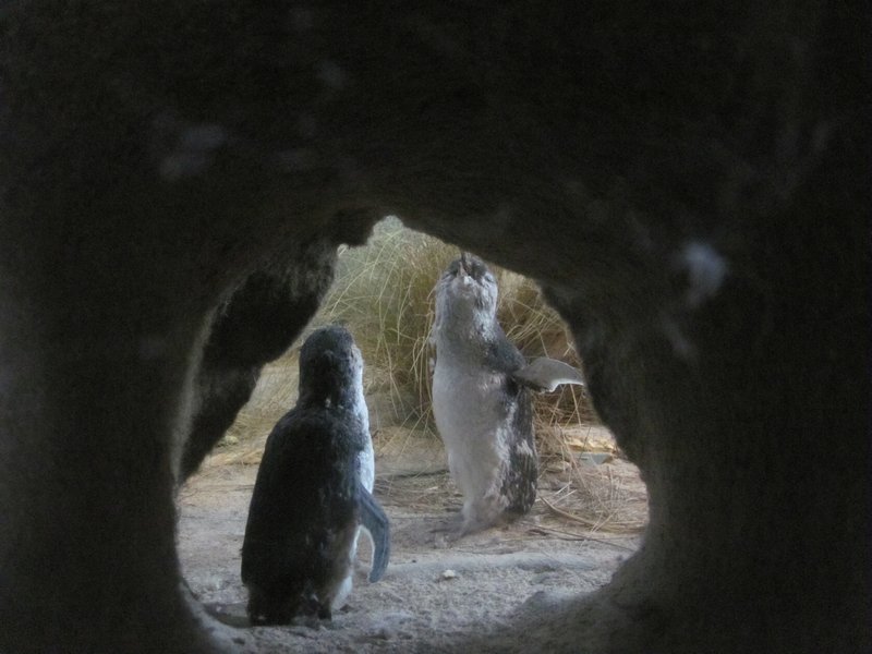 Fairy Penguins 
