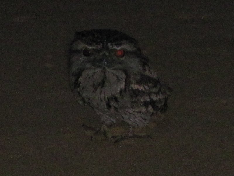owl on the beach!