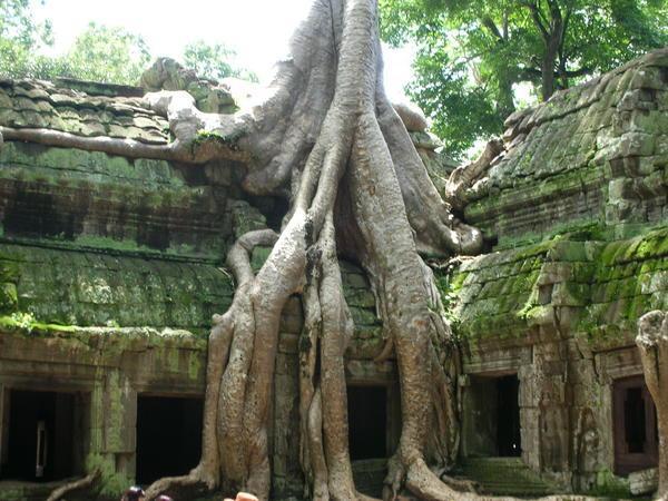 Ta Prohm (the Jungle Temple)