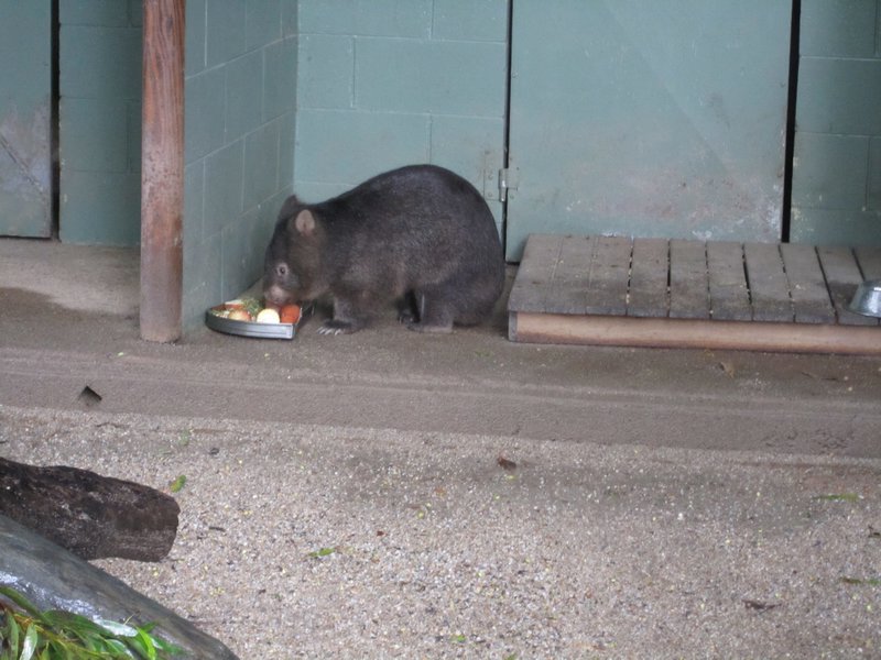 Wombat hat auch Hunger