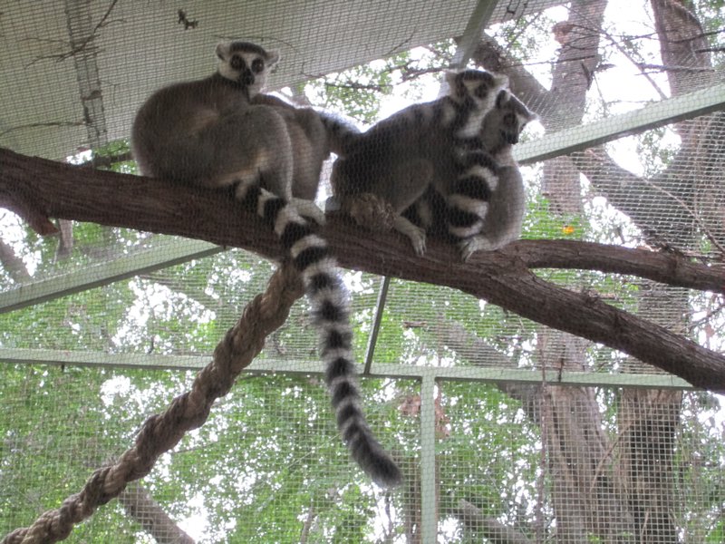Lemuren