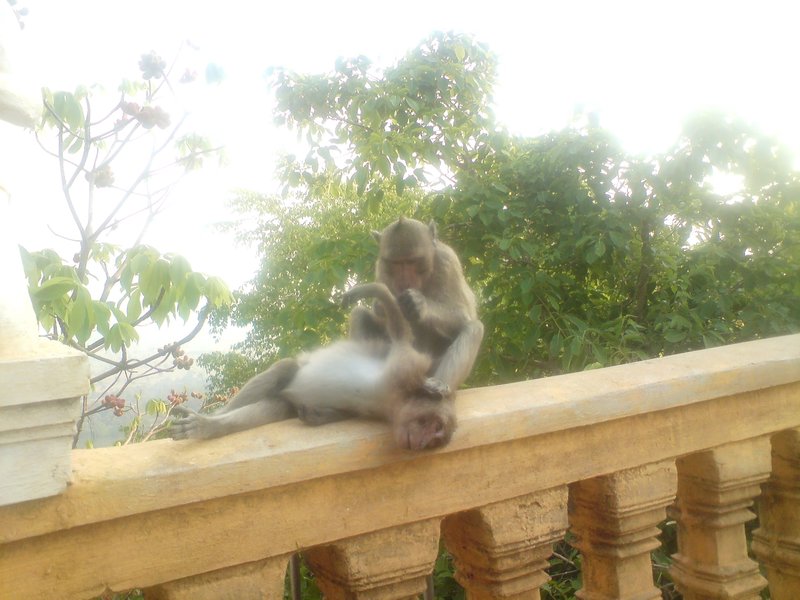 Phnom Sampeu monkeys