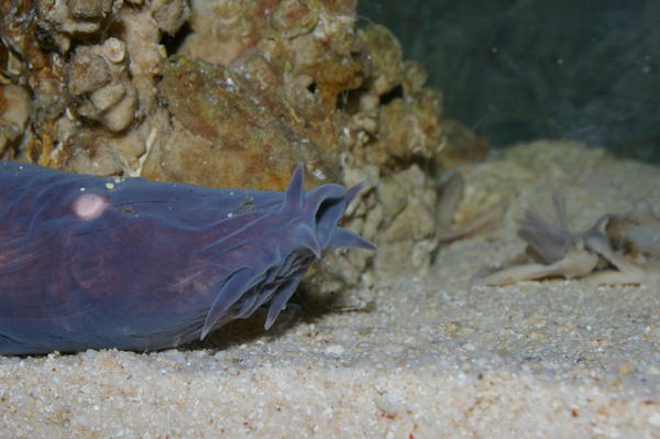 NZ hagfish (Eptatretus cirrhatus)
