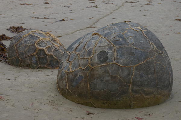 a couple of strange 'netted' boulders
