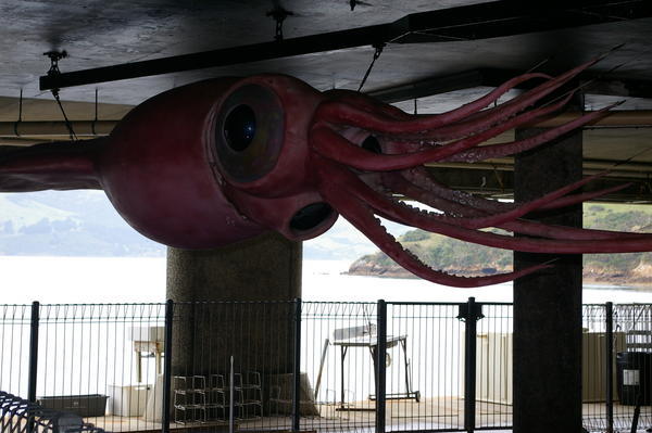 the colossal squid at Portobello