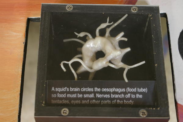 squid brain at Portobello