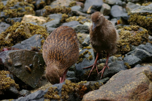 weka and chick searching for food on the beach