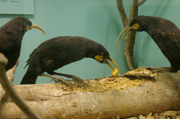 huia (Heteralocha acutirostra) at Southland Museum