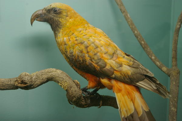 unusual colour morph of kaka (Nestor meridionalis) at Southland Museum