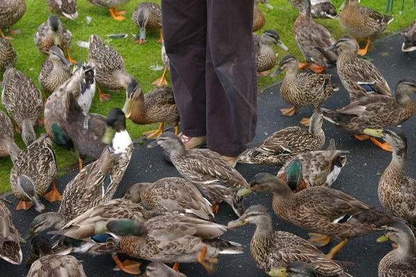 feeding ducks at the Botanic Gardens