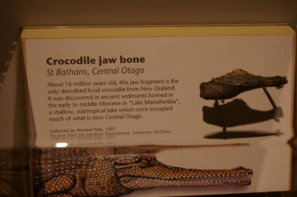 the Otago crocodile bone...