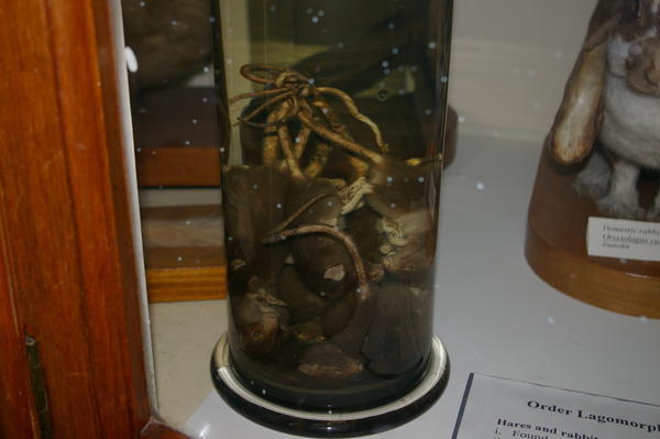 the Rat King in Otago Museum's 'Animal Attic'