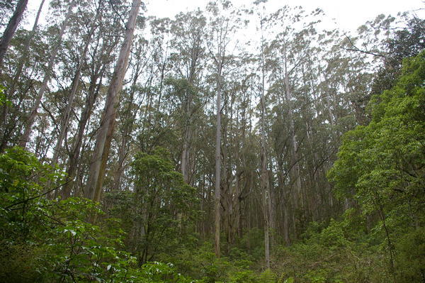 NZ's tallest tree (the one dead centre, on the left of the gnarly one)
