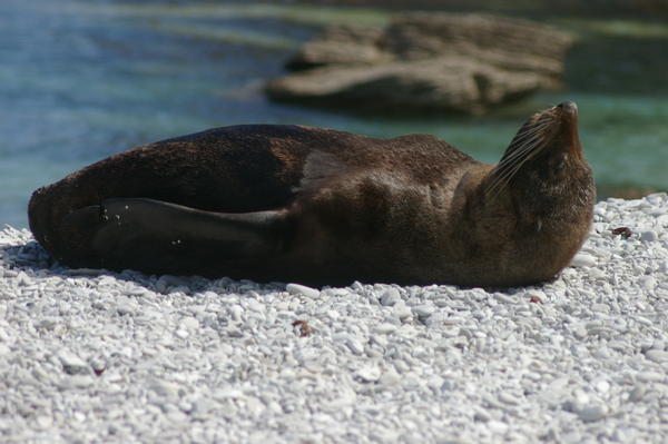NZ fur seal (Arctocephalus forsteri)
