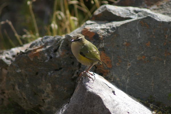 rock wren: check out those back claws, like natural crampons