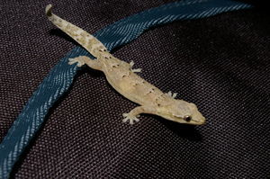Mourning gecko (Lepidodactylus lugubris)