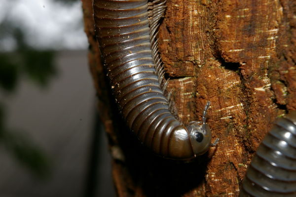 giant millipede (Salpidobolus sp).
