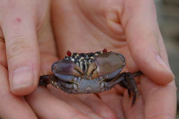 a crab we found on the beach (not one of the giant land crabs!)