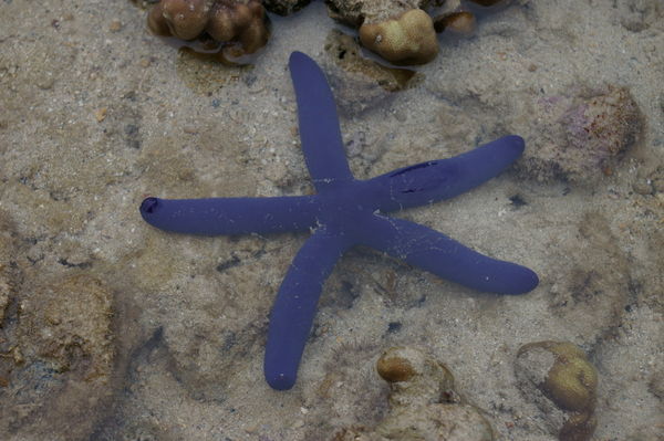 blue starfish (Linckia laevigata)